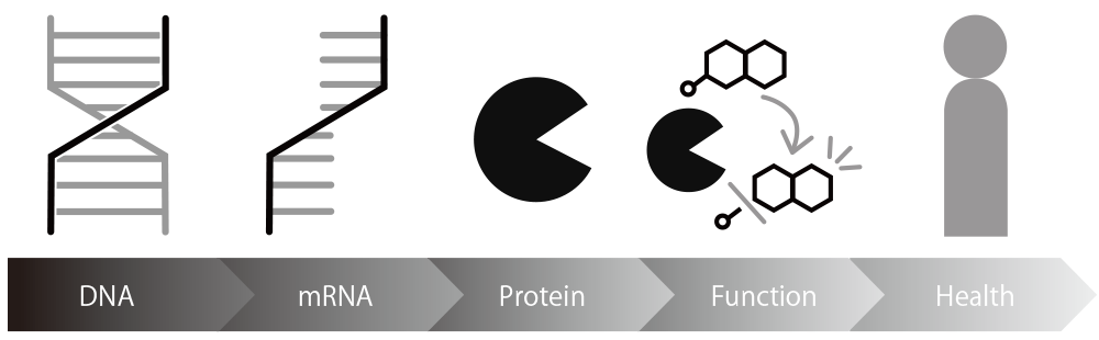 遺伝子・RNA・タンパク質
